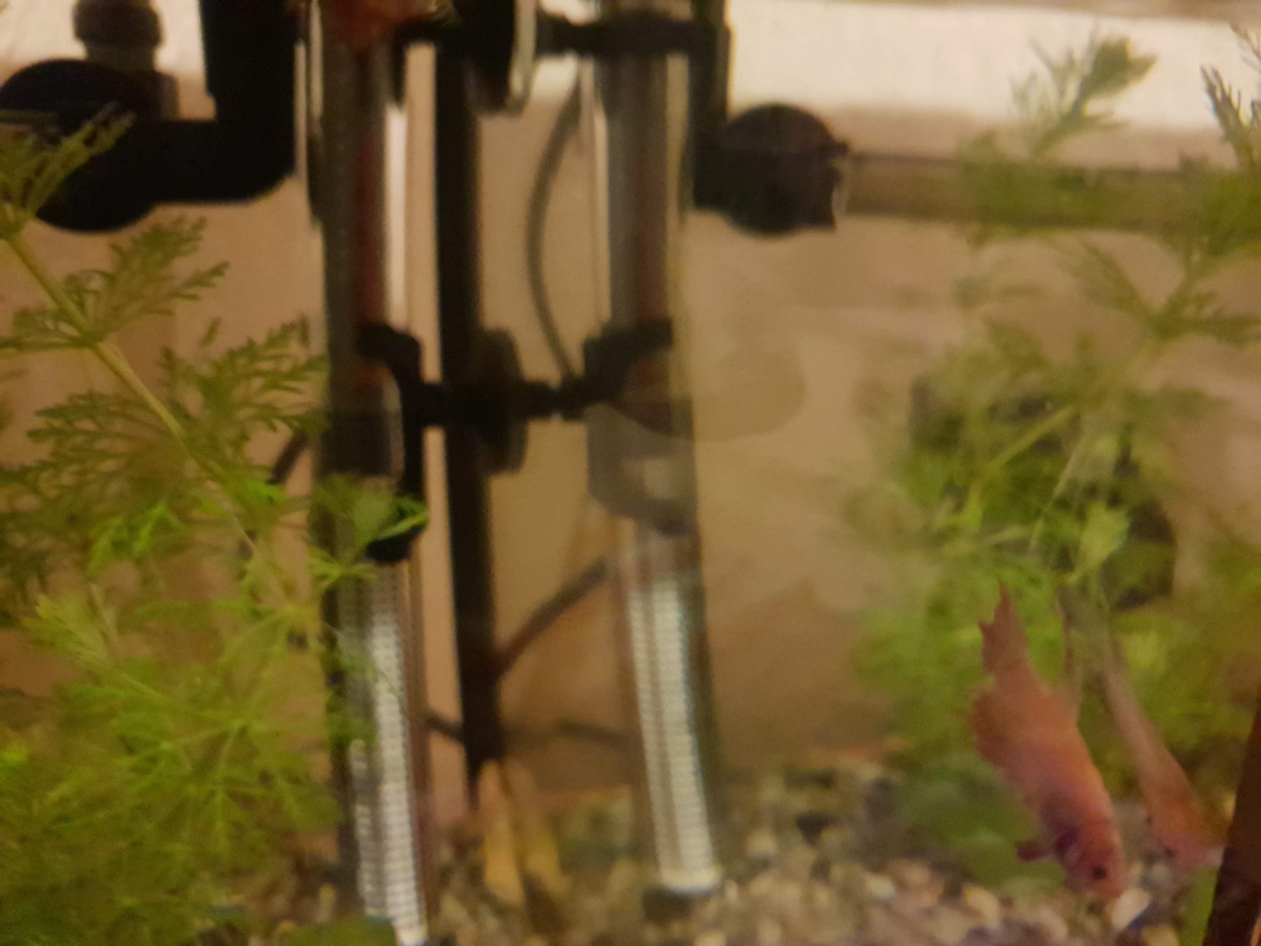 Wie lange dauert es, bis kafi Flossen nachwachsen? (Fische, Aquaristik)