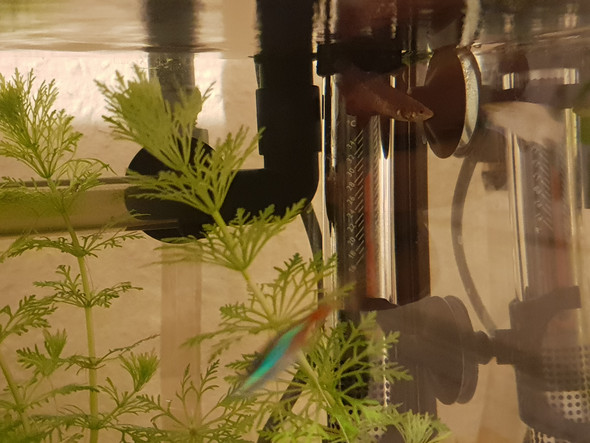 Wie lange dauert es, bis kafi Flossen nachwachsen? (Fische, Aquaristik)
