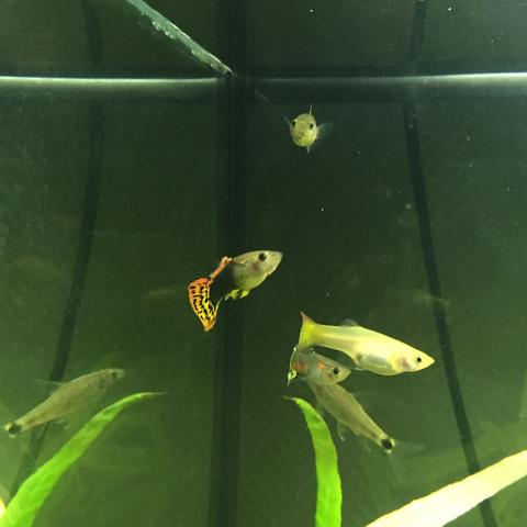 wie lange dauert es schwanger zu werden