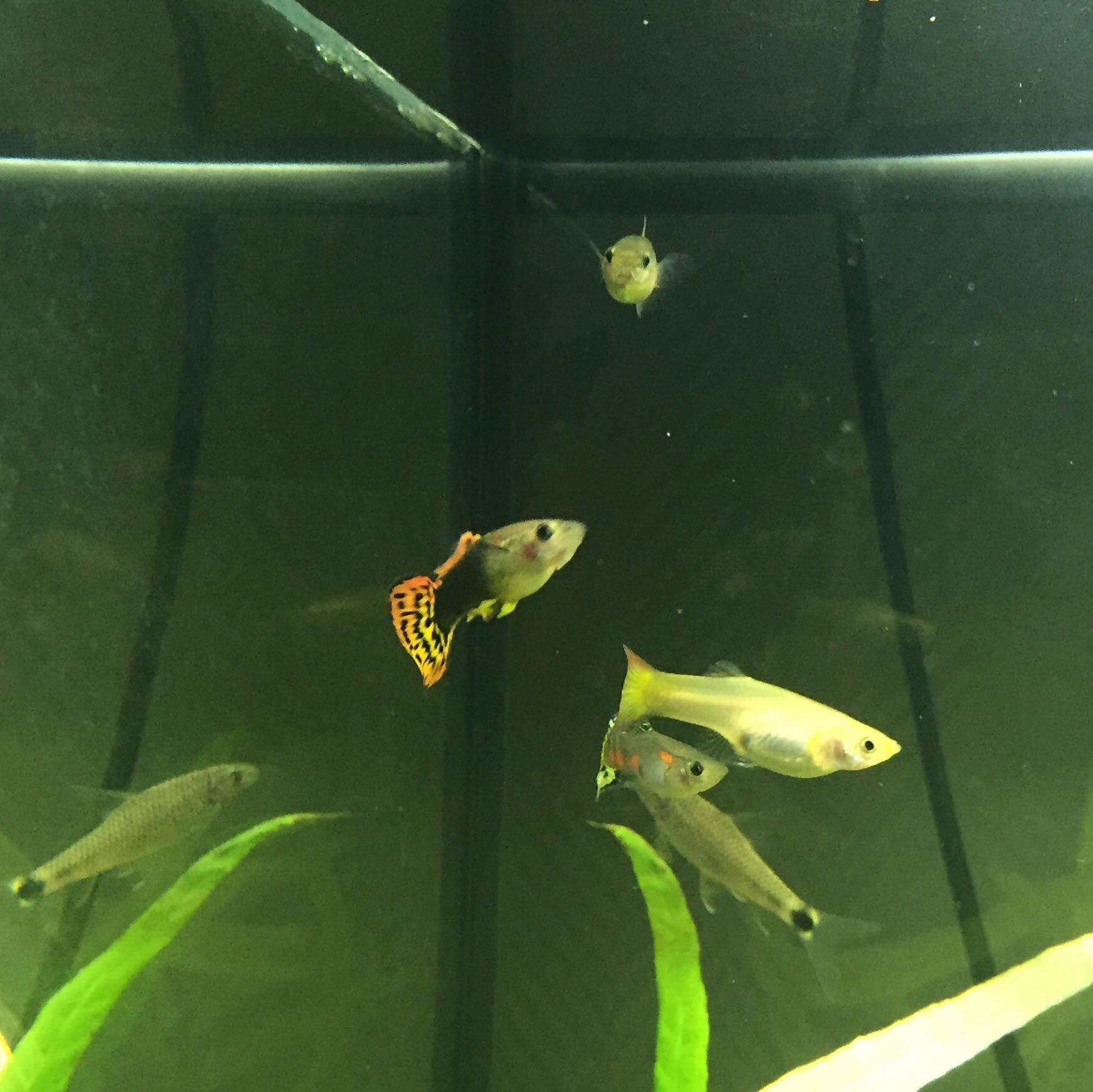 Wie lange dauert es noch bis das Guppy-Weibchen Junge wirft? (Wasser, schwanger, Fische)