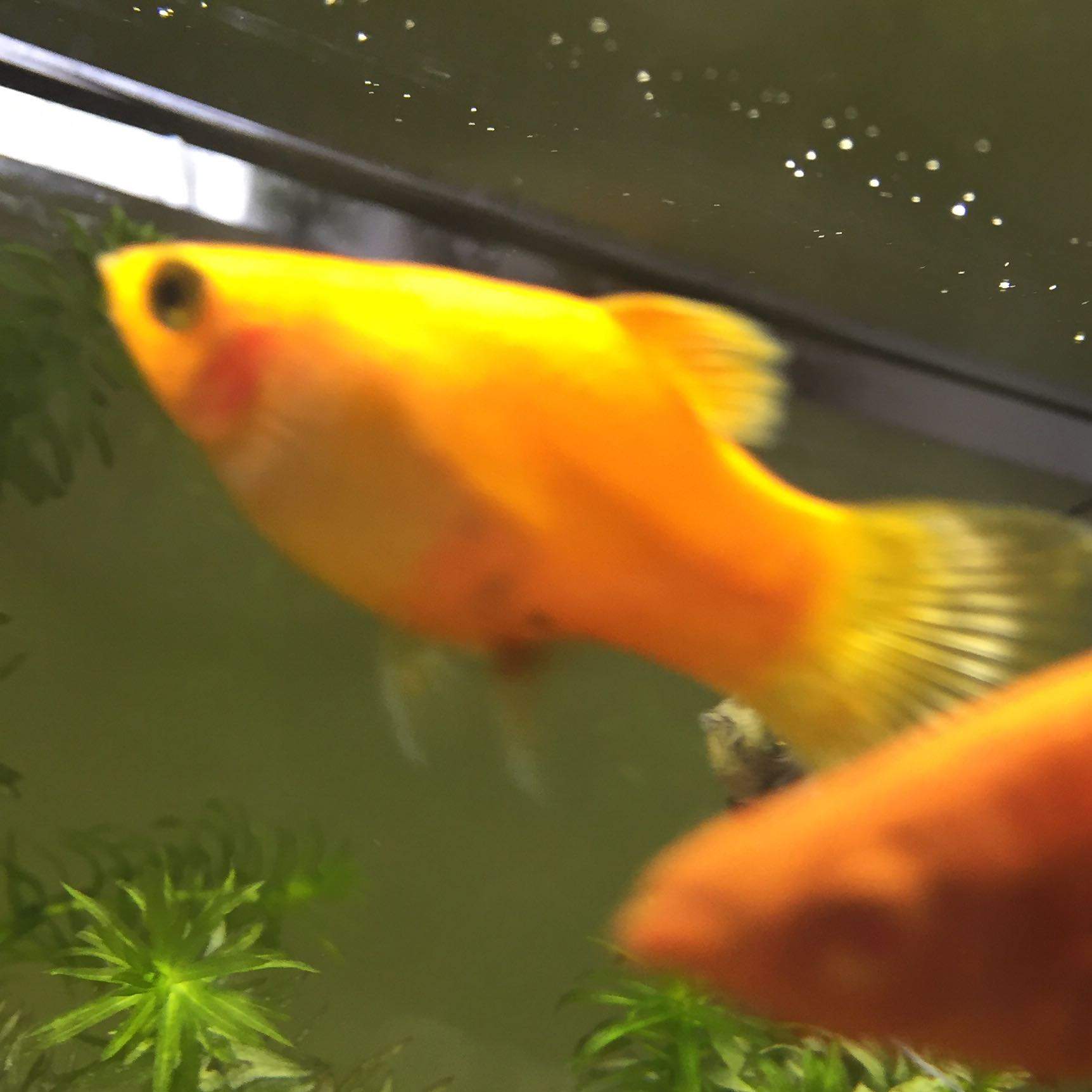 Wie lange dauert es noch ca bis der Platy die jungen bekommen? (Fische, Aquarium, Aquaristik)