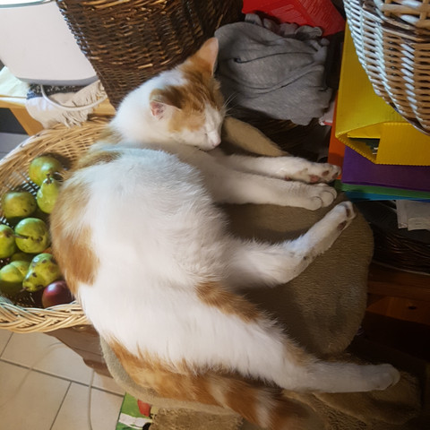 Wie Lange Geht Es Noch Bis Meine Katze Junge Wirft Tiere