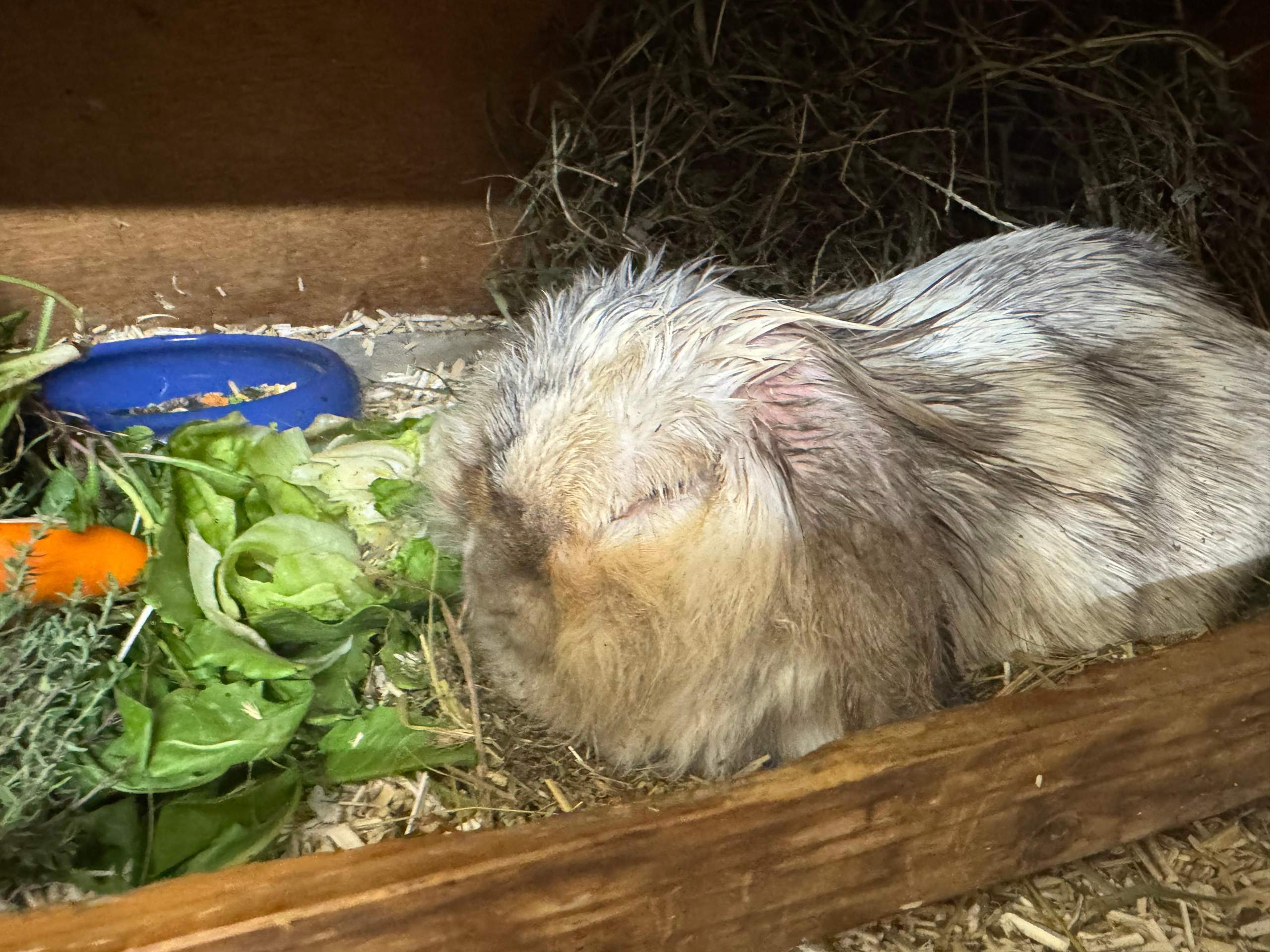 Wie Lange Ist Ein Hase Schwanger Wie lange hält unser hase noch durch? (Gesundheit, Kaninchen, Tiermedizin)