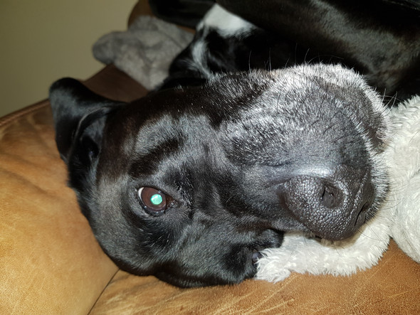 wie lange hat mein hund noch zu leben haustiere kosten beerdigung