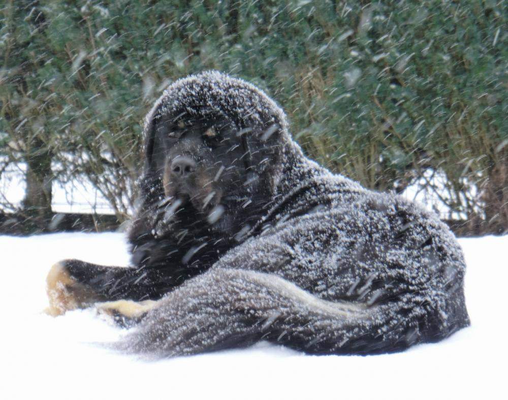 Wie lange kann ein großer Hund unbeschadet im Garten seine Winterfreude