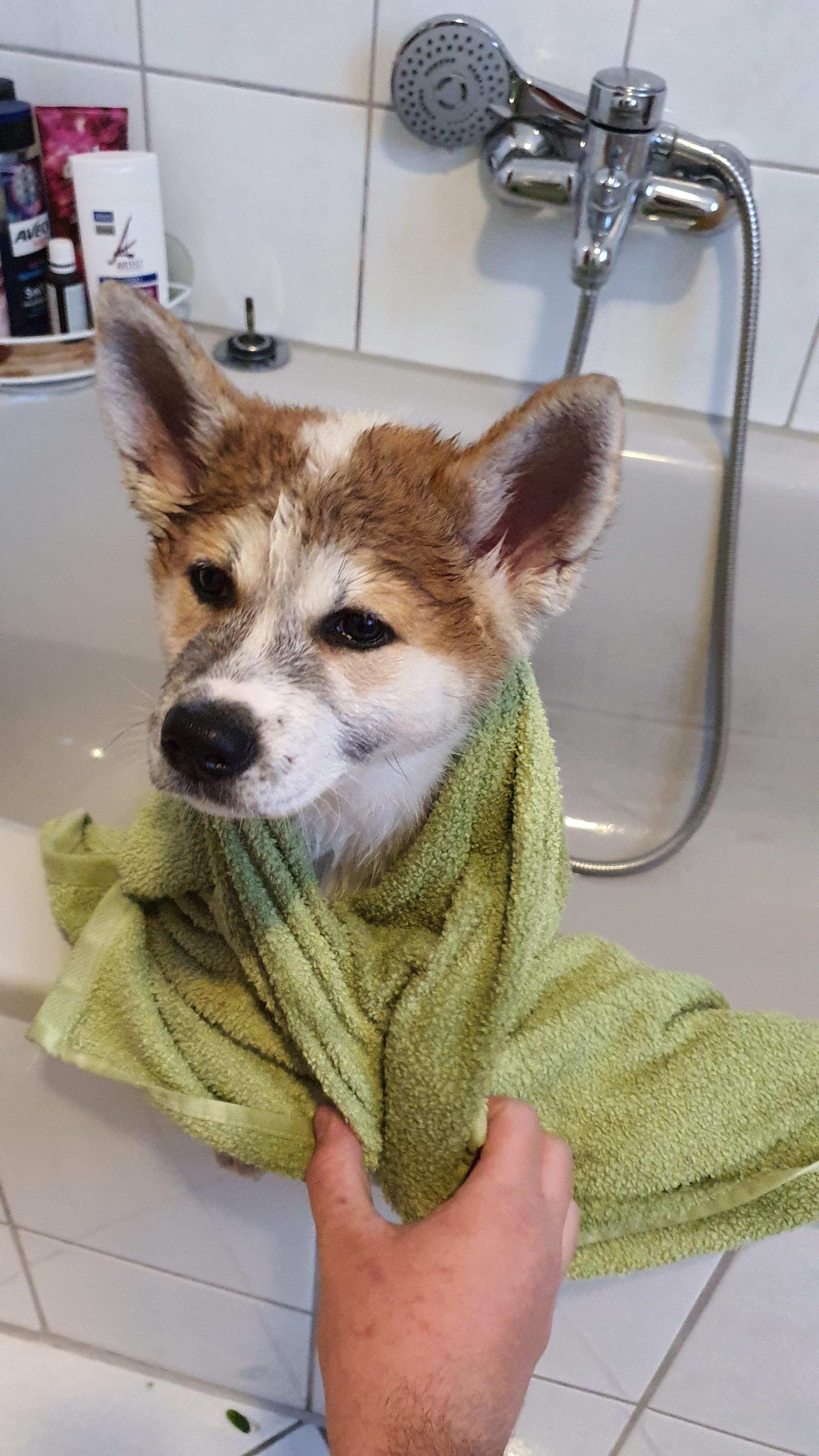 wie lange kann ich mit dem hund im bett schlafen? (Schlaf)