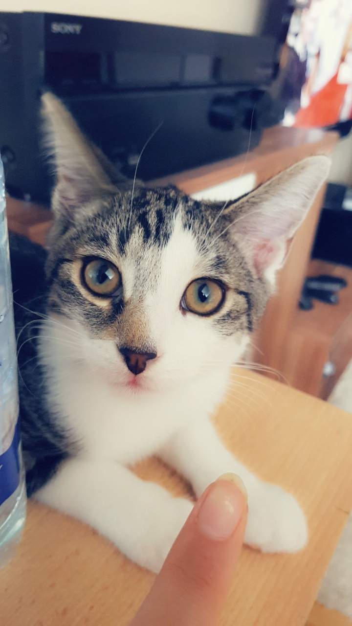 Wie lange kitten futter? (Katze)