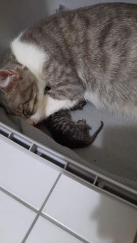 wie lange können neugeborene katzen ohne essen leben?