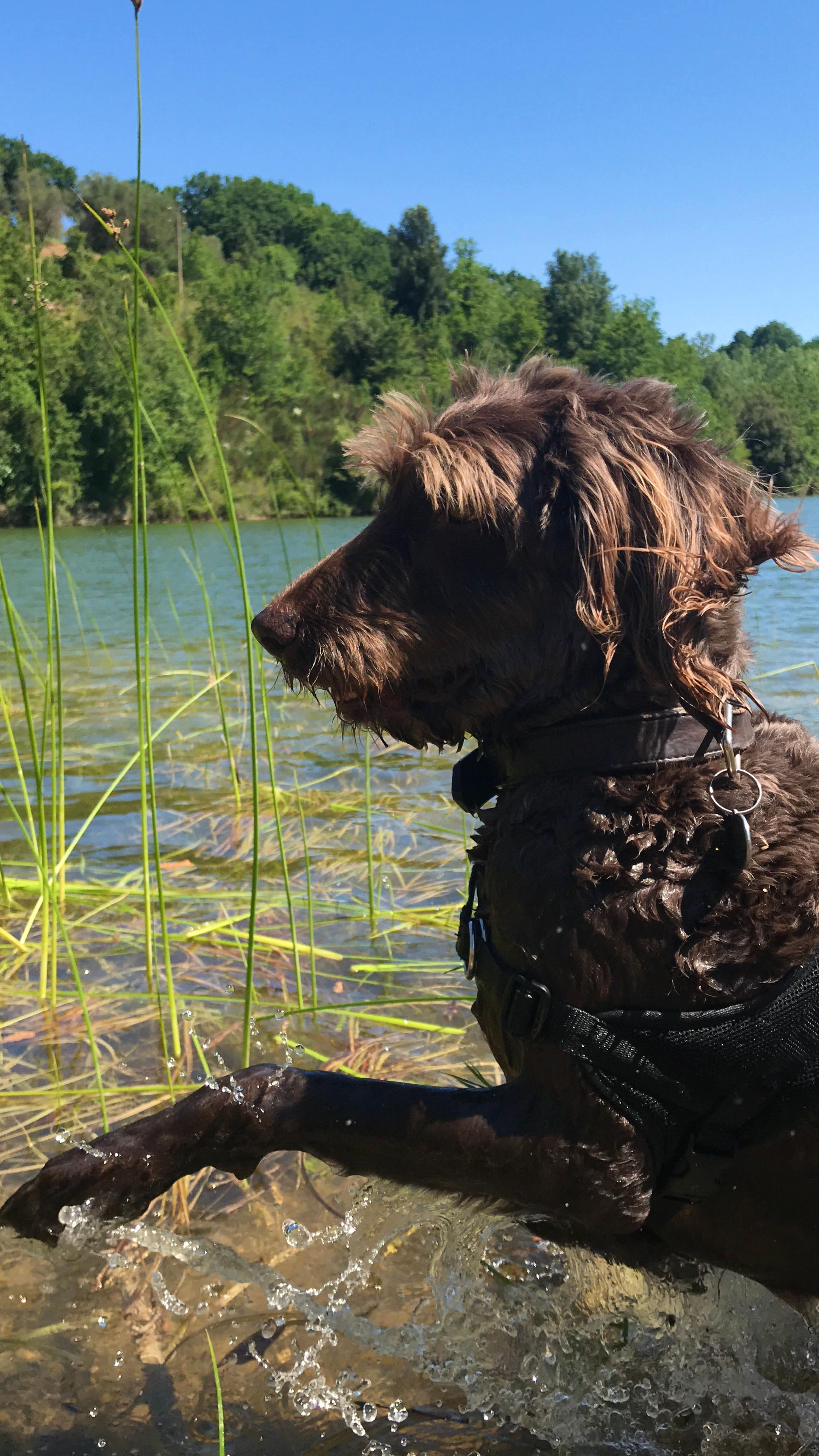 Wie lange leben Hunde? (Tiere, Hund)
