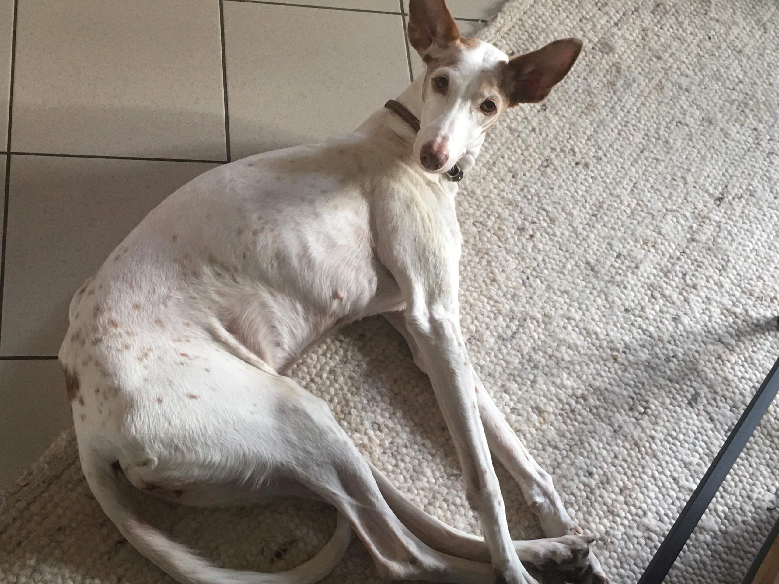 Wie lange lebt mein Hund wahrscheinlich noch? (Gesundheit, Tierhaltung