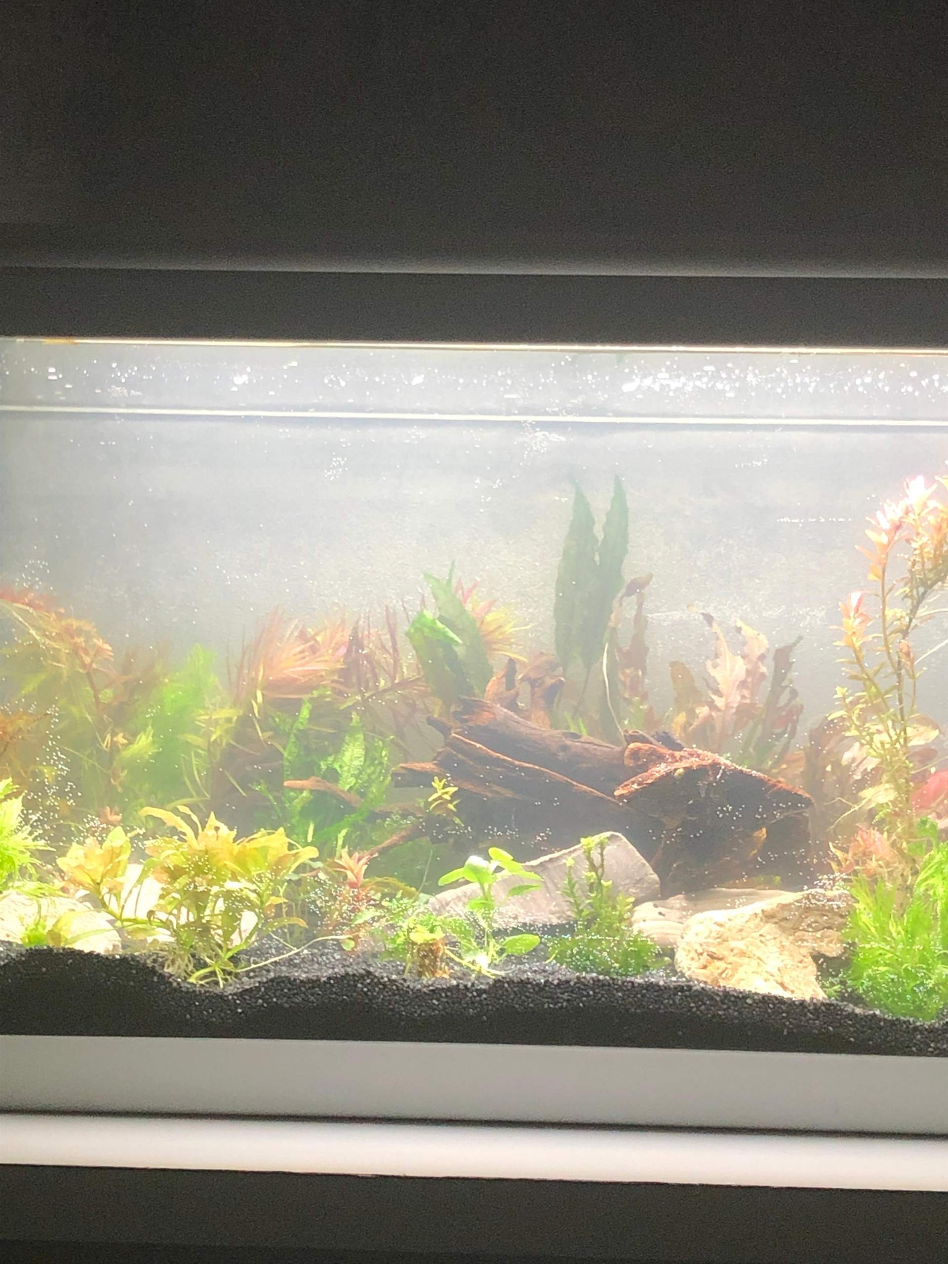 Wie lange muss das Licht abbleiben? (Aquaristik) Wie lange muss das Licht abbleiben? (Aquaristik)