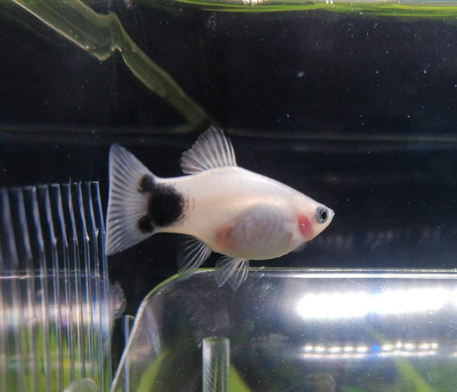 Wie lange noch bis zur Geburt | Platy? (Umfrage, Abstimmung, Aquarium)