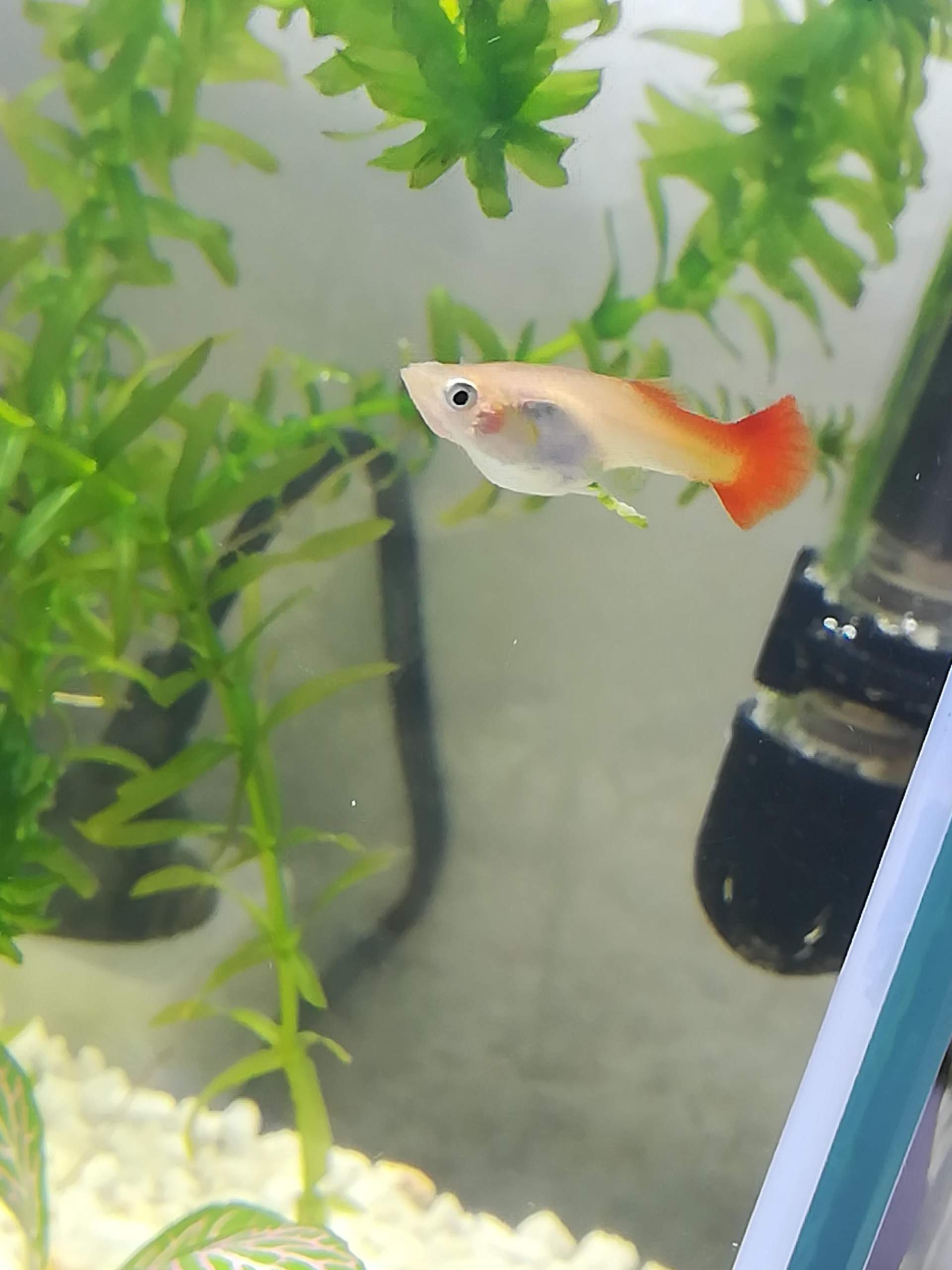 Wie lange noch bis zur Geburt? (Tiere, Fische, Aquarium)