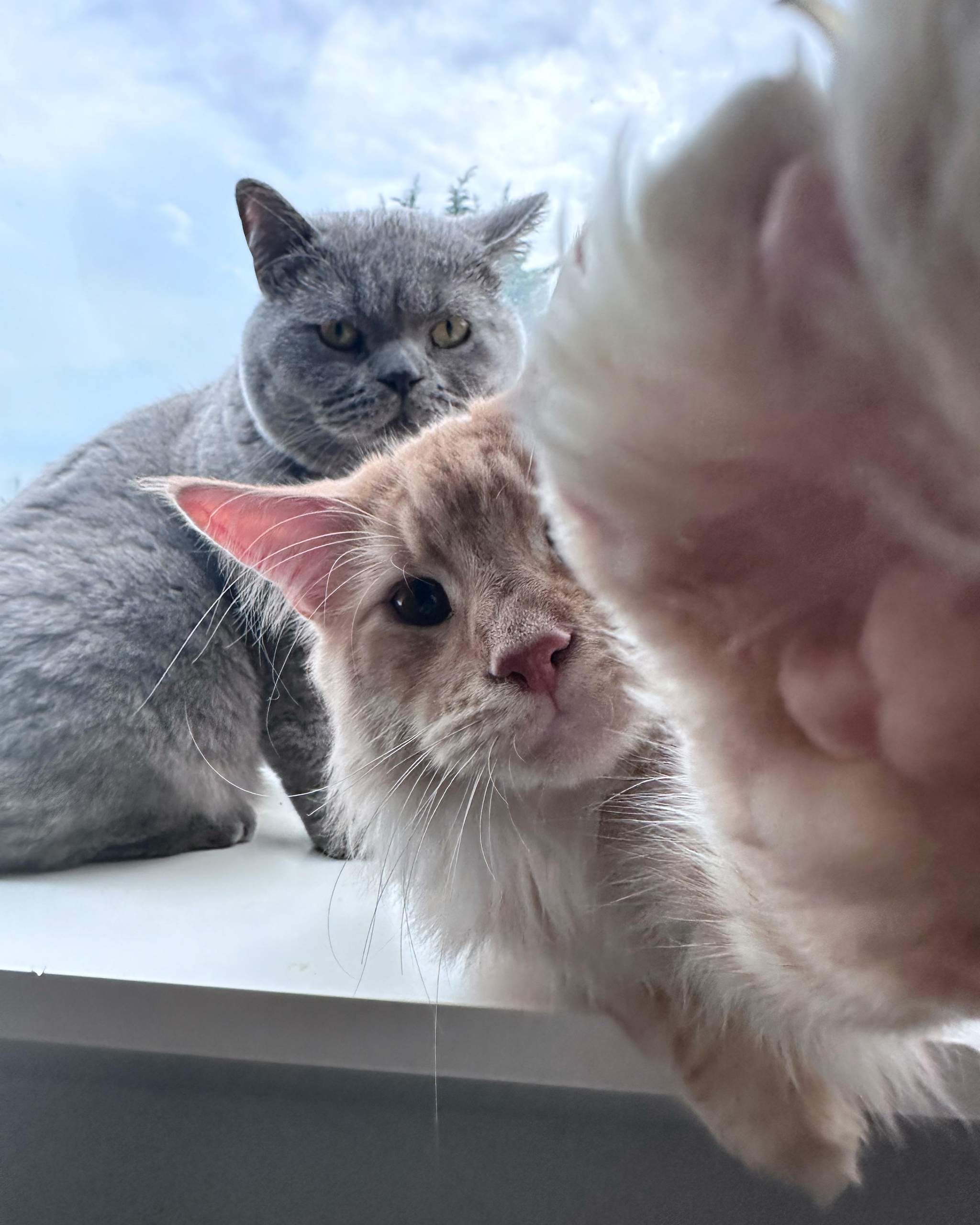 Wie lange wächst mein Maincoon Kater? (Katzenjunges, Katzenhaltung)