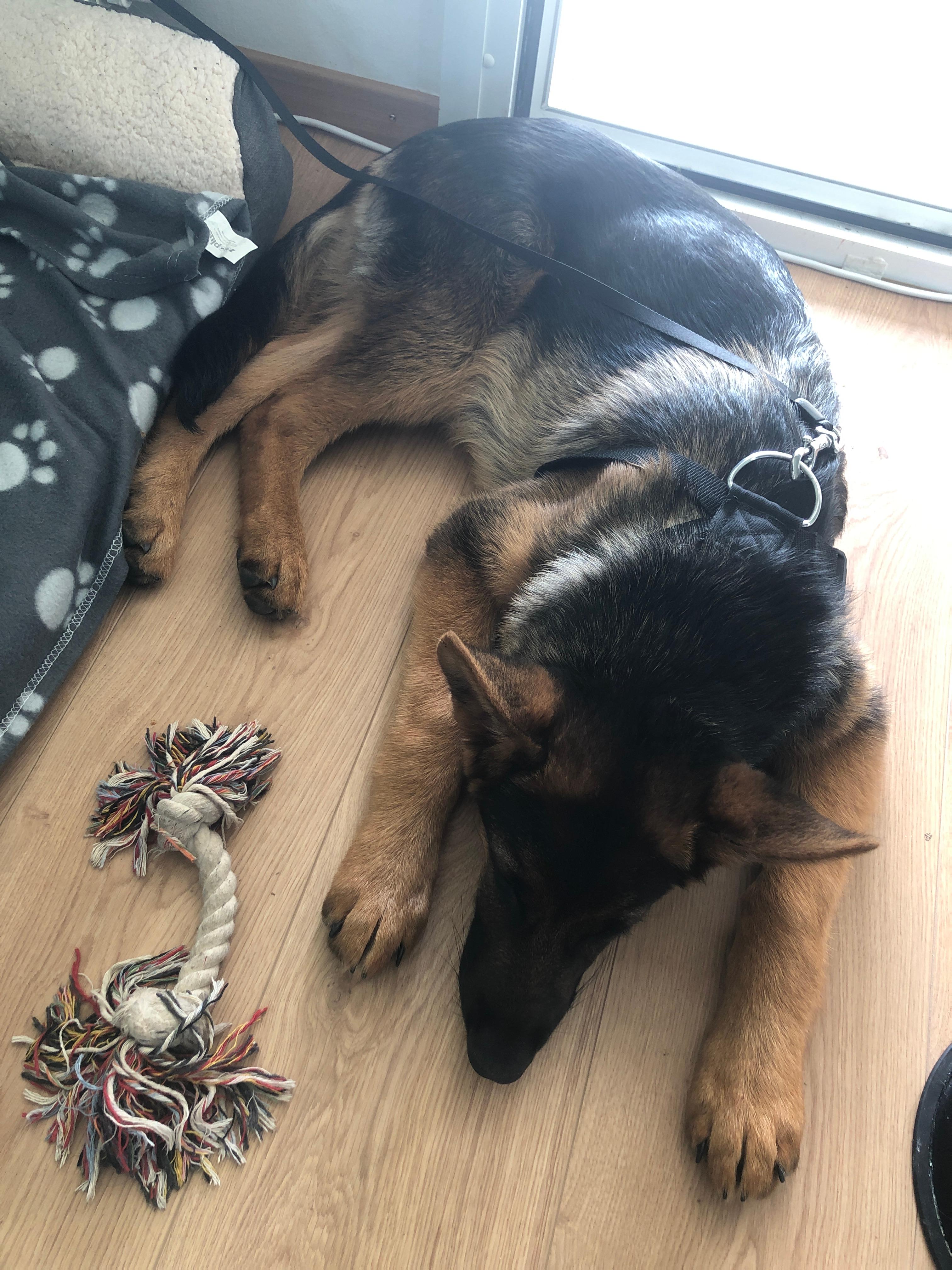 Wie lange/weit kann und sollte ich mit einem 6 Monate alten Schäferhund
