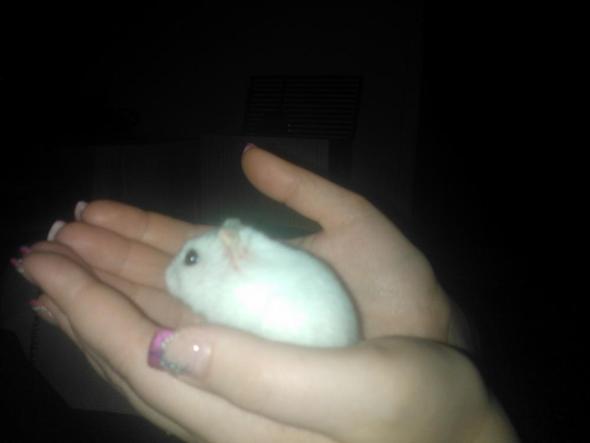 das ist mein Mauzi - (Diät, Hamster, Zwerghamster)