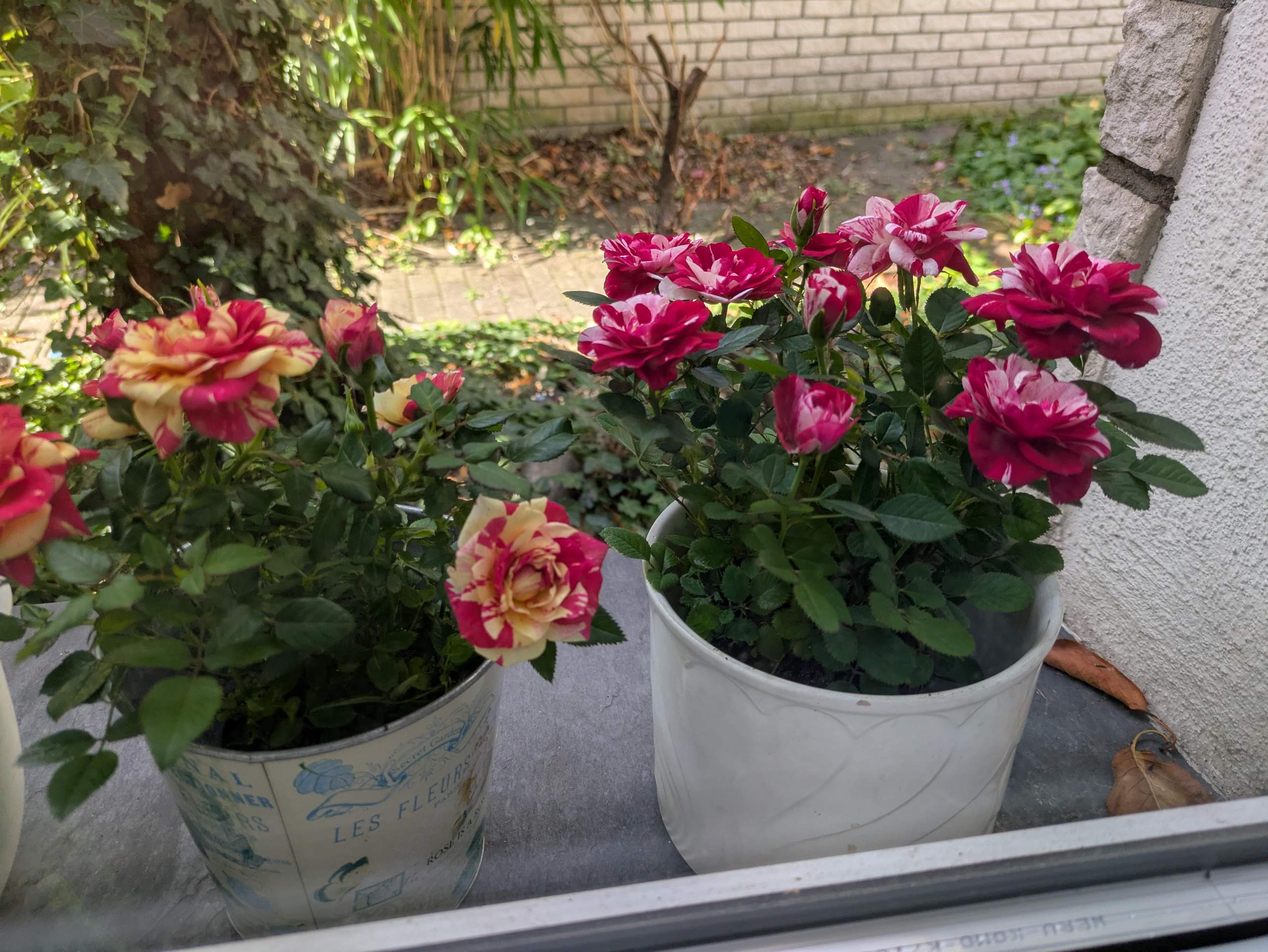 Wie macht man solche Blumen? (Farbe, Pflanzenpflege, Botanik)
