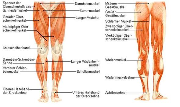 Beinmuskeln - (Sport, Training, Muskeln)