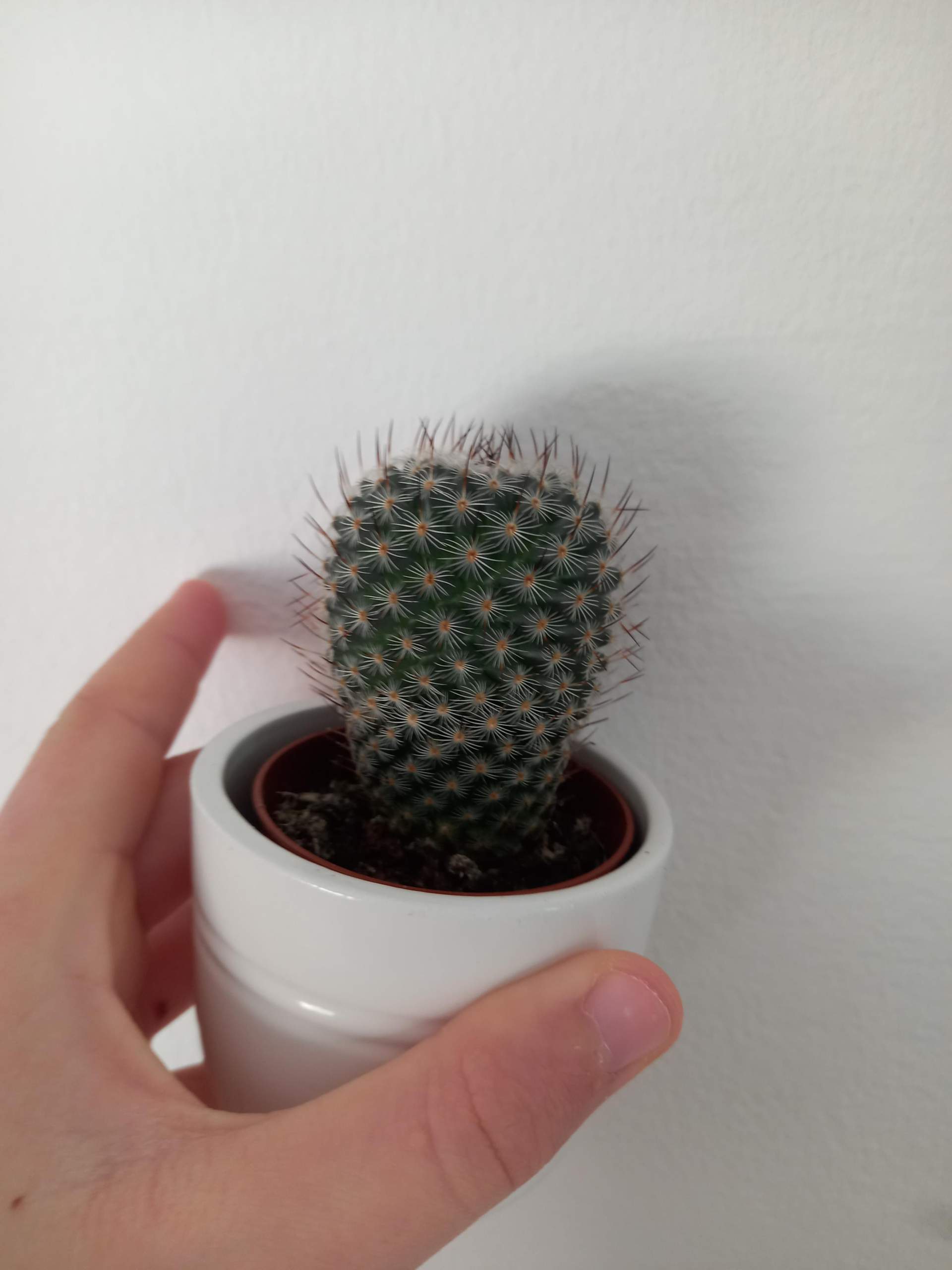 Wie muss ich den Kaktus pflegen? (Wasser, Pflanzenpflege, Botanik)