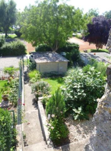 Feige neben Konifere, leider sehr unscharfes Bild - (Garten, Feigenbaum)
