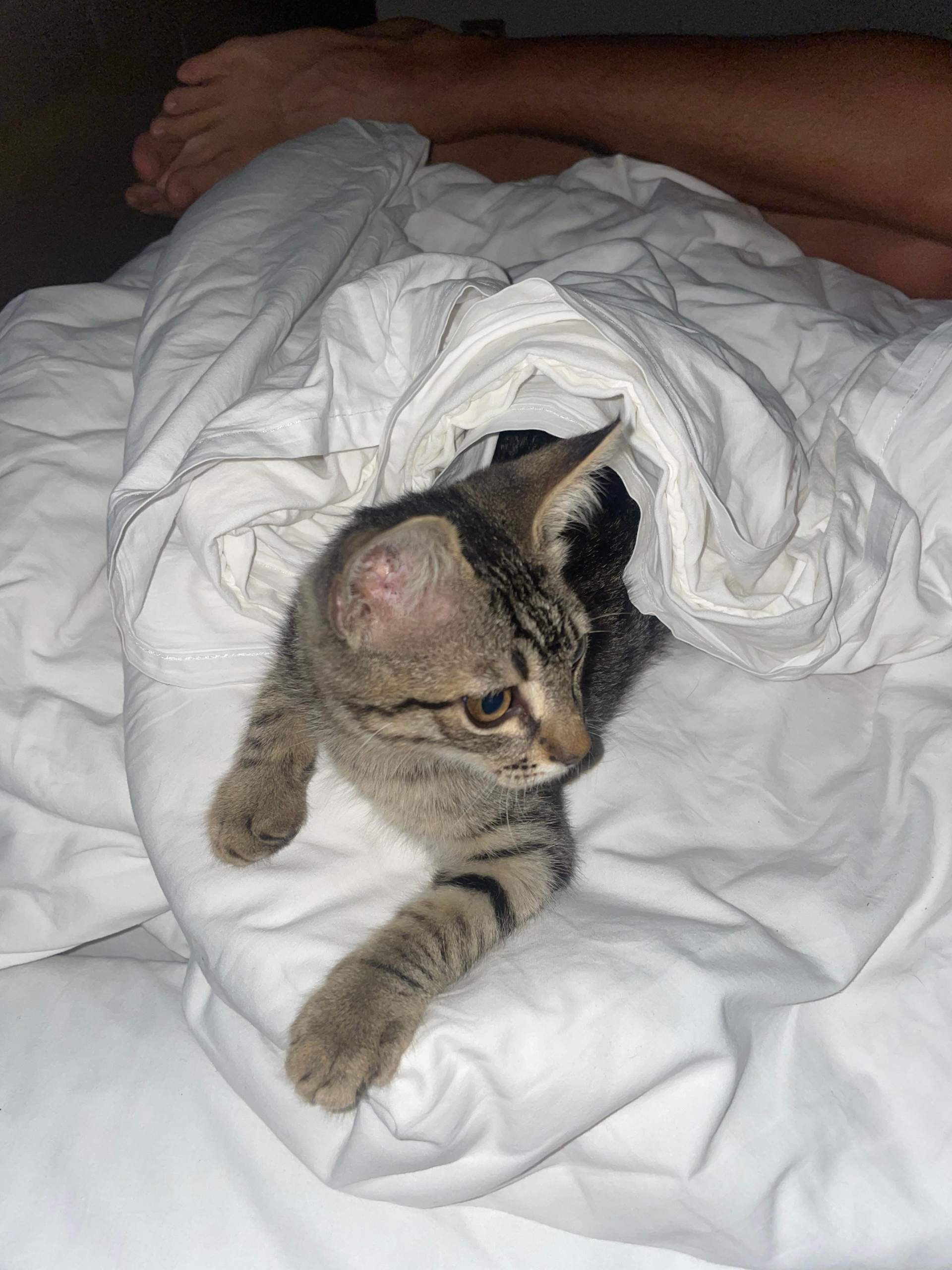 Wie nehme ich eine Katze aus der Türkei mit? (Recht, Haustiere, Flugzeug)