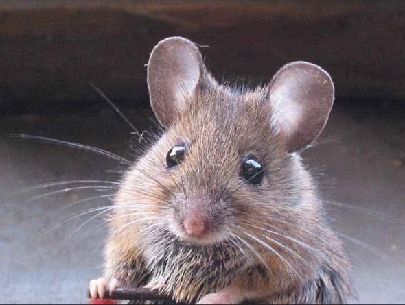 Baby Maus Stockfotografie Alamy
