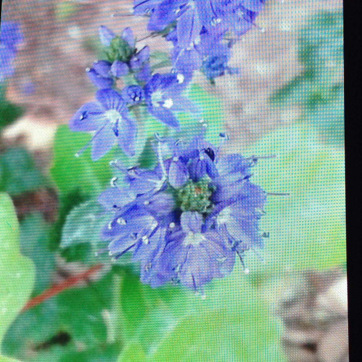 Wie nennen sich diese Blümchen? (Garten, Blumen, blau)