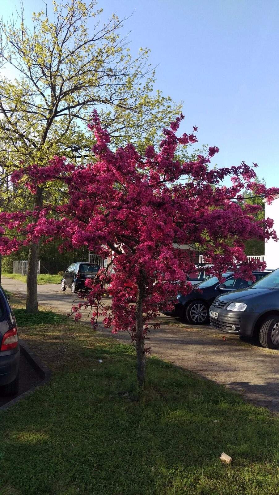 Wie nennt man bitte diesen netten gut aussehenden Baum