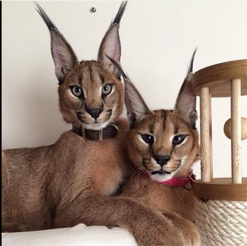 Wie Nennt Man Diese Luchsahnliche Katzenrasse Katzen Rasse