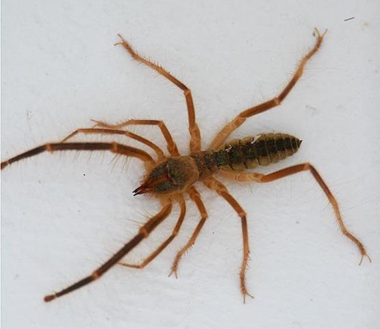 bääh :D - (Spinne, spinnnn)