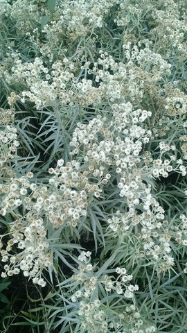 - (Blumen, Fragen)