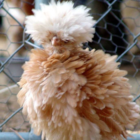 Wie nennt man diese Art von Hühnern?
 - (Tiere, Zucht, Feder)