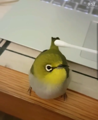- (Tiere, Vögel, Art)