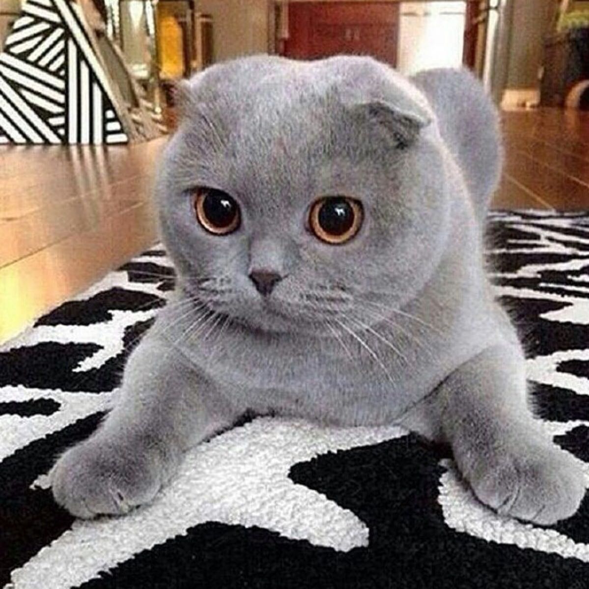 wie nennt man solche katzen rasse tiere kaufen katze