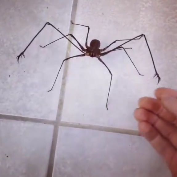 Wie nennt sich diese Spinne vom Bild? (Tiere, Medizin, Biologie)