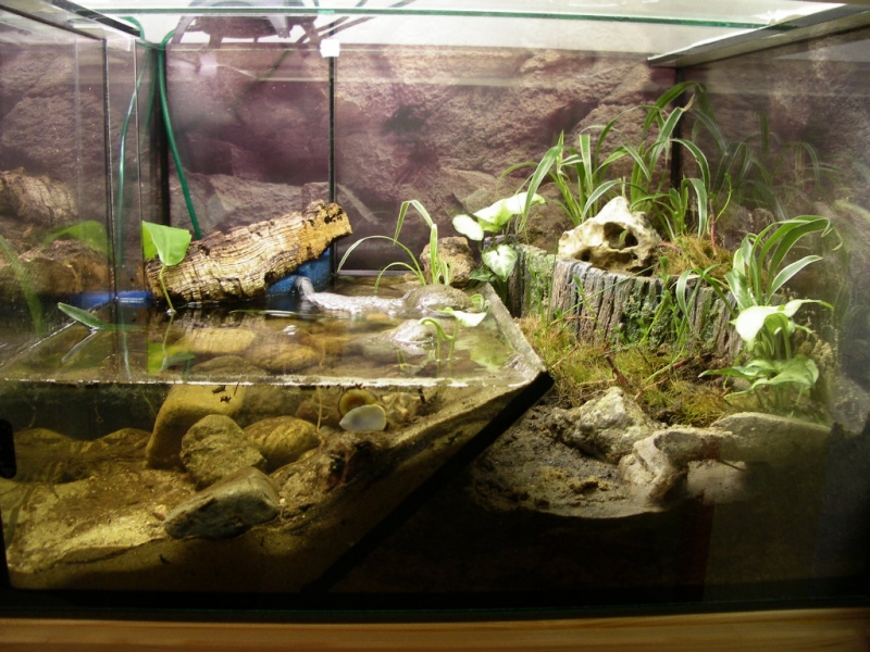 wie niedrig darf die wasserhöhe für blaue floridakrebse sein? (Tiere