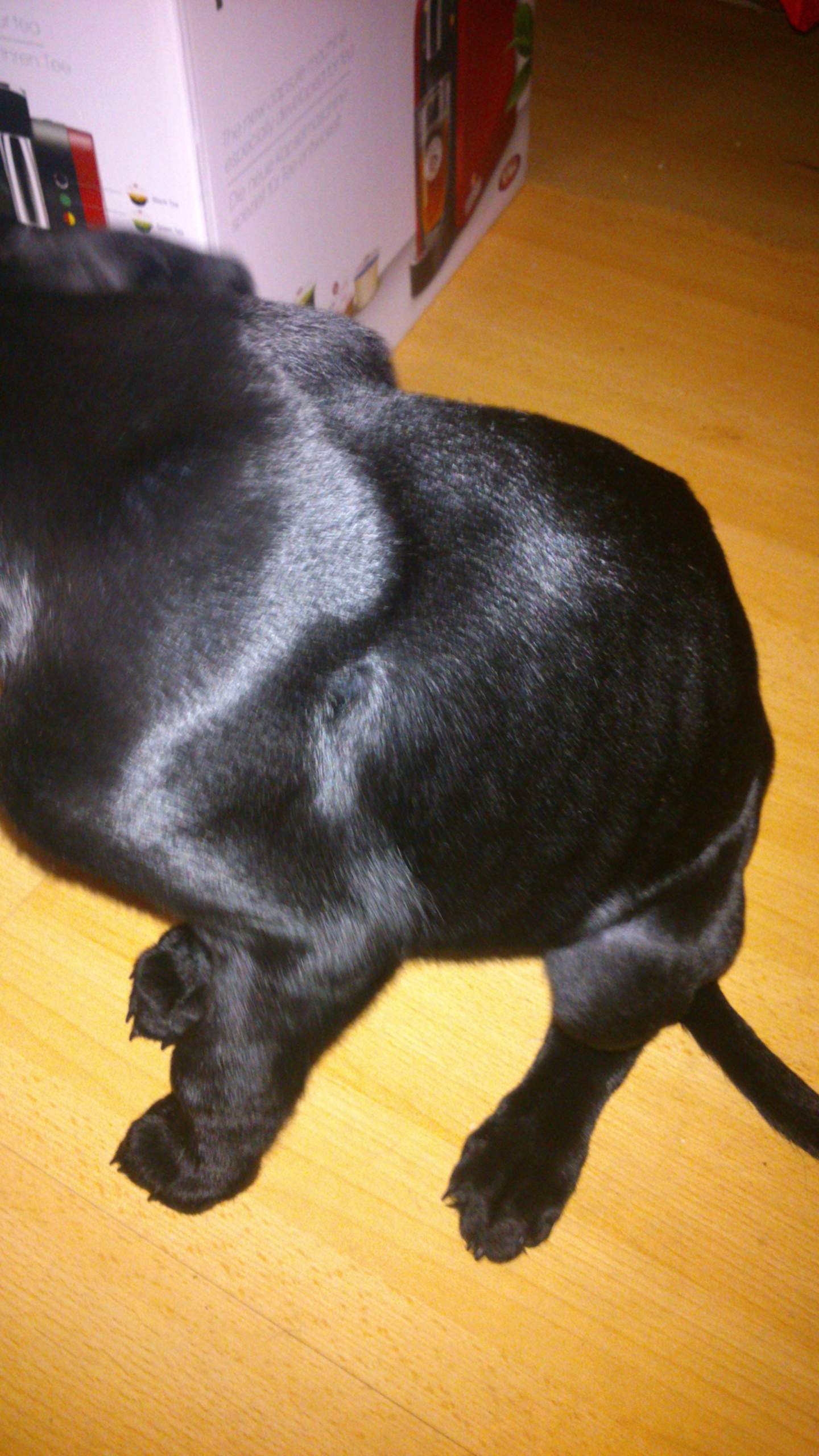 Wie nimmt mein welpe (11 wochen) zu? (Hund, Gewichtszunahme, Welpen)