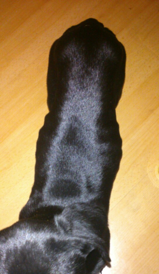 Wie nimmt mein welpe (11 wochen) zu? (Hund, zunehmen, Welpen)
