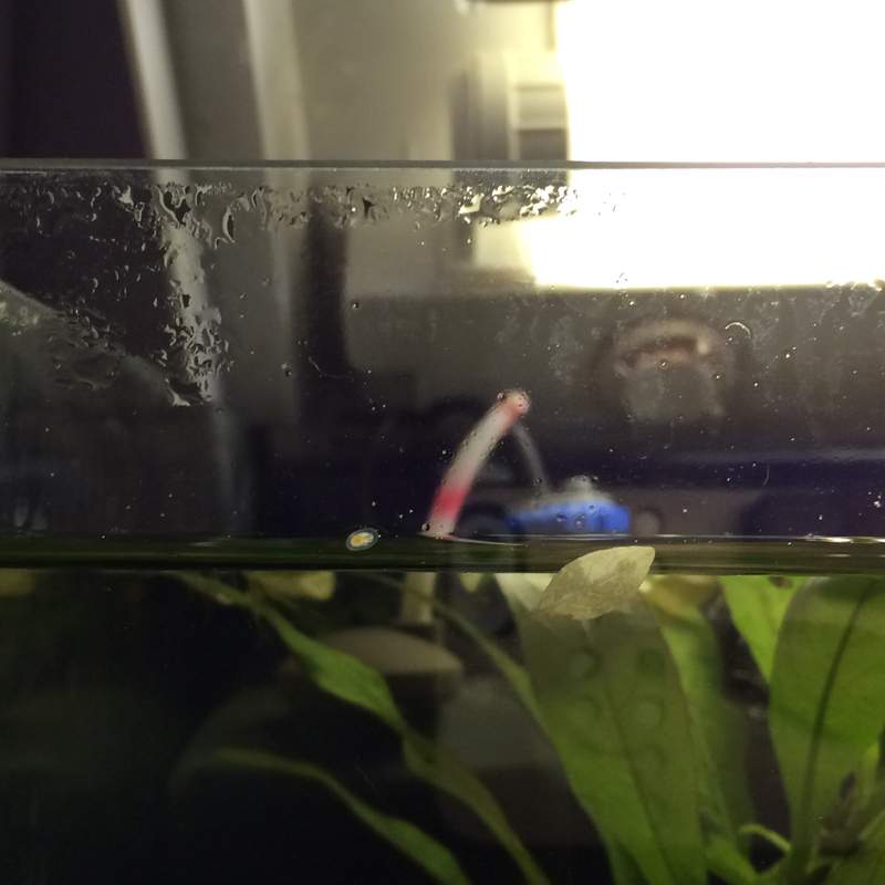 Wie oft das Aquarium reinigen? (Fische, Aquaristik, Wasserwechsel)