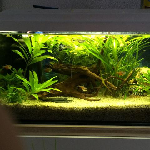 Wie oft das Aquarium reinigen? (Fische, Aquaristik, Wasserwechsel)