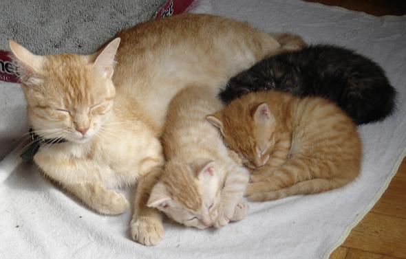 Meine im Sommer zugelaufene Katze Chilli mit ihren drei Jungen. Papa auch rot. - (Katze, Kater, rot)