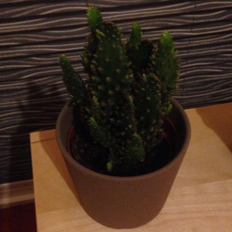 Da ist er.. - (Pflanzen, IKEA, Kaktus)