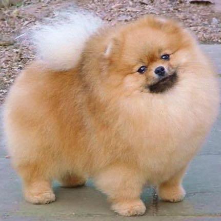 Wie Oft Muss Ich Einen Hund Am Futtern