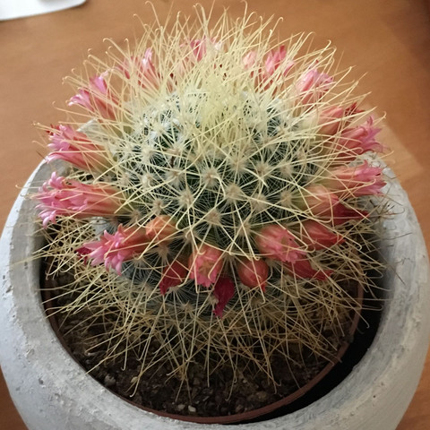 Kaktus - (Pflanzen, Garten, Kaktus)