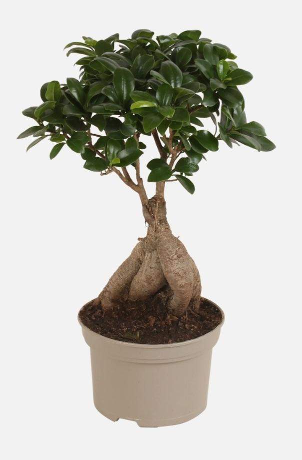 Wie oft und wie viel muss dieser Bonsai gegossen werden? (Pflanzen, Garten, Baum)