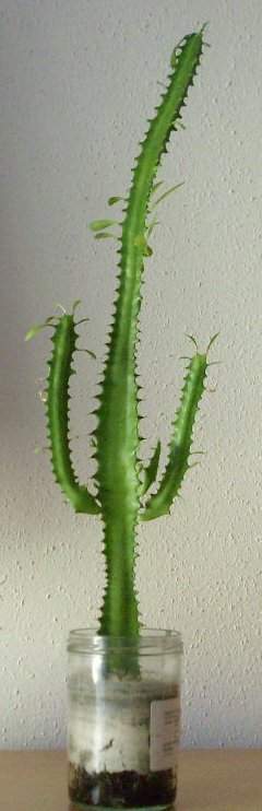 monstera mint Monstera Mint NOID