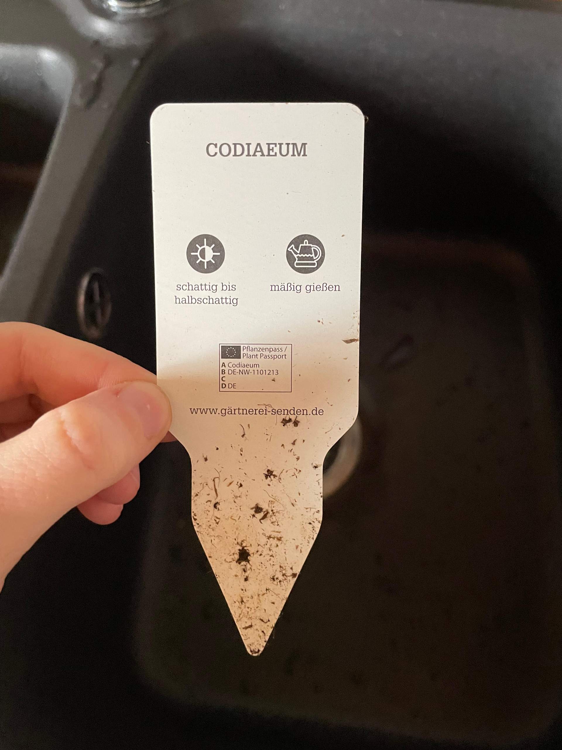 Wie pflege ich diese Pflanze? (Pflanzen, Blumen, Pflanzenpflege)