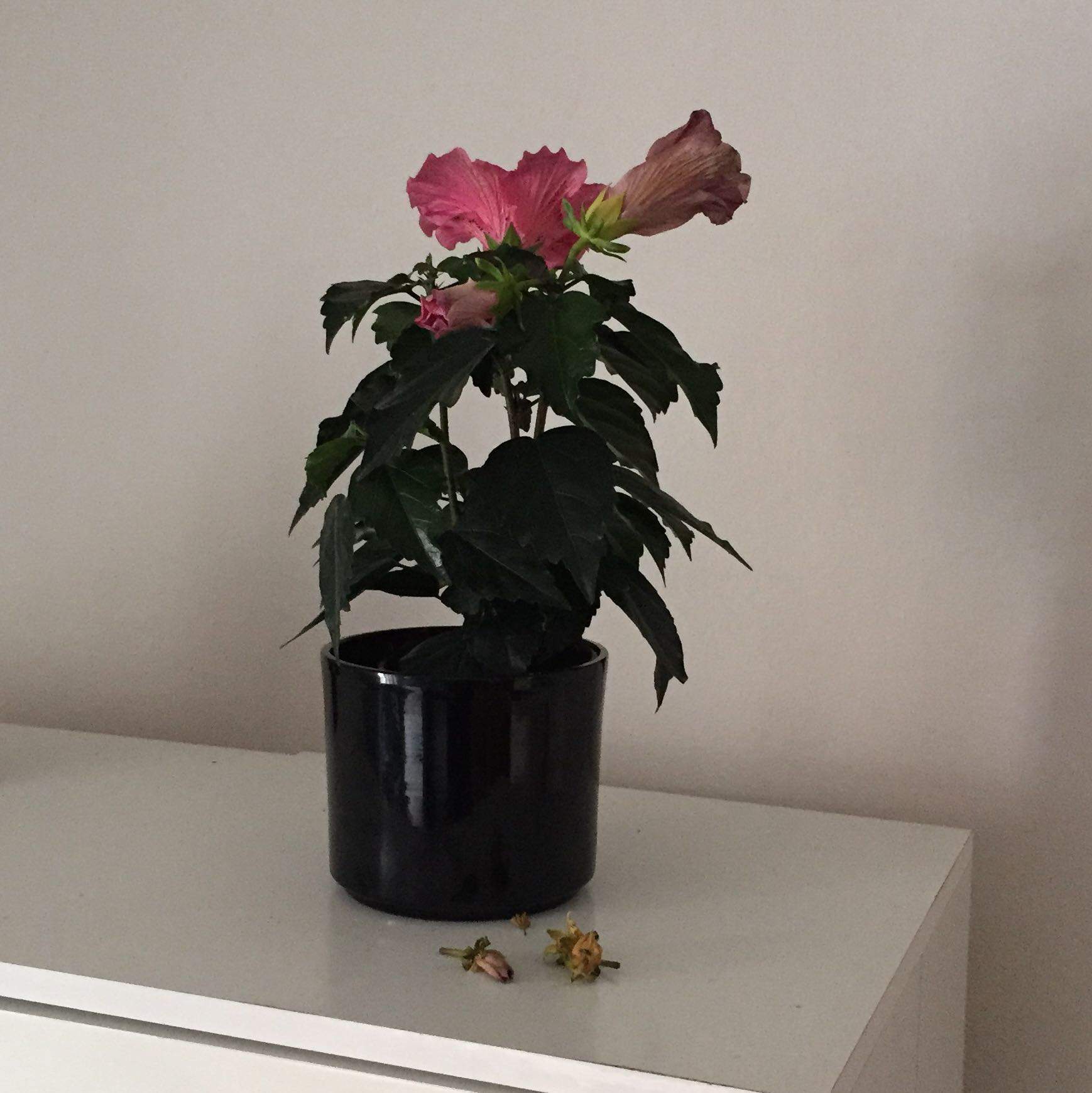Wie Pflege ich meinen Hibiskus in der Wohnung am besten? (Garten)