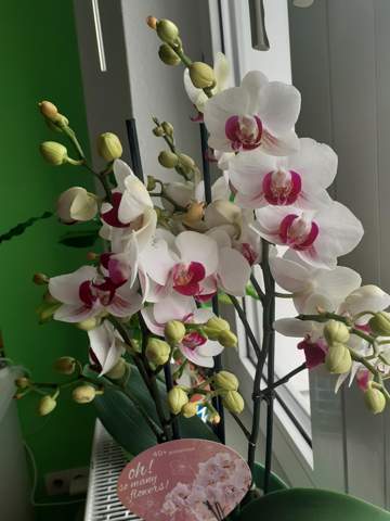 Wie pflegt man eine Orchidee mit Blüten UND  Knospen?
