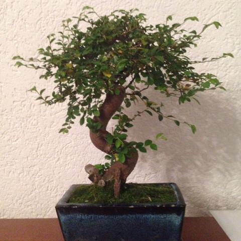 Wie Pflegt Man Einen Bonsai Zelkova Parvifolia Garten Pflege Japan